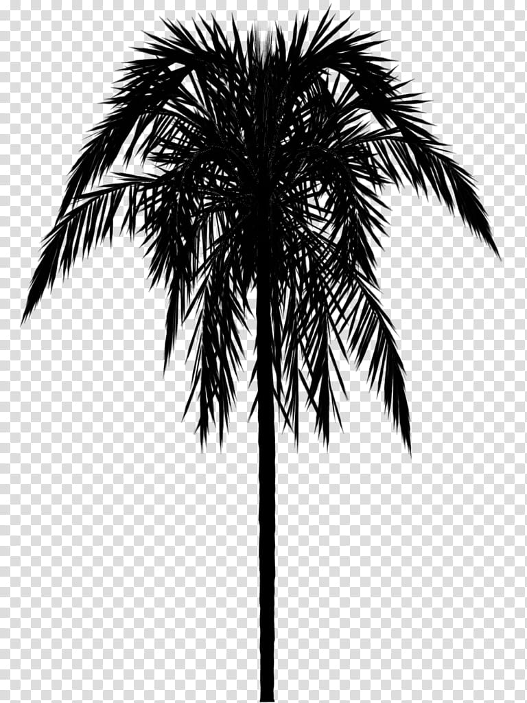 Palm Tree Border, Asian Palmyra Palm, Palm Trees, Babassu, Date Palm, Leaf, Leopard, Animal Print transparent background PNG clipart