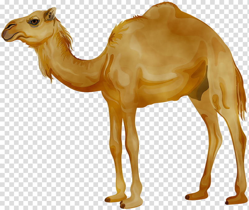 Cartoon camel isolated on a white background.... - Stock Illustration  [41739899] - PIXTA