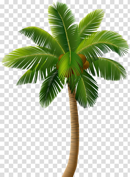 Date Tree Leaf, Palm Trees, Coconut, Painting, Plant, Arecales, Woody Plant, Borassus Flabellifer transparent background PNG clipart
