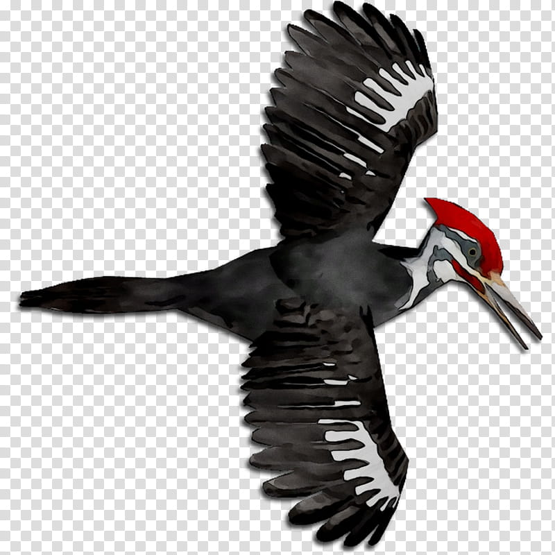 Hornbill Bird, Vulture, Beak, Eagle, Feather, Woodpecker, Coraciiformes, Wing transparent background PNG clipart