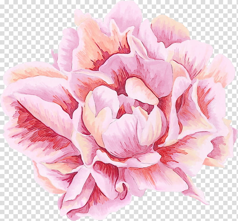 petal pink flower plant common peony, Watercolor, Paint, Wet Ink, Flowering Plant, Cut Flowers, Chinese Peony transparent background PNG clipart