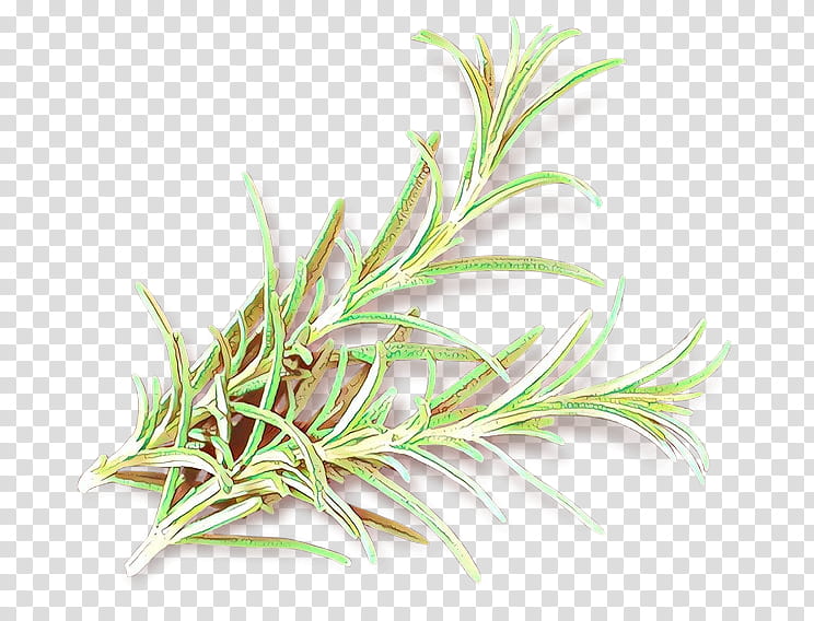 Rosemary, Cartoon, Grass, Plant, Grass Family, Flower, Herb, Tarragon transparent background PNG clipart