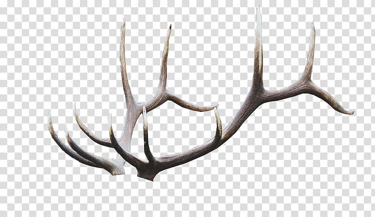 S, gray antler horns transparent background PNG clipart