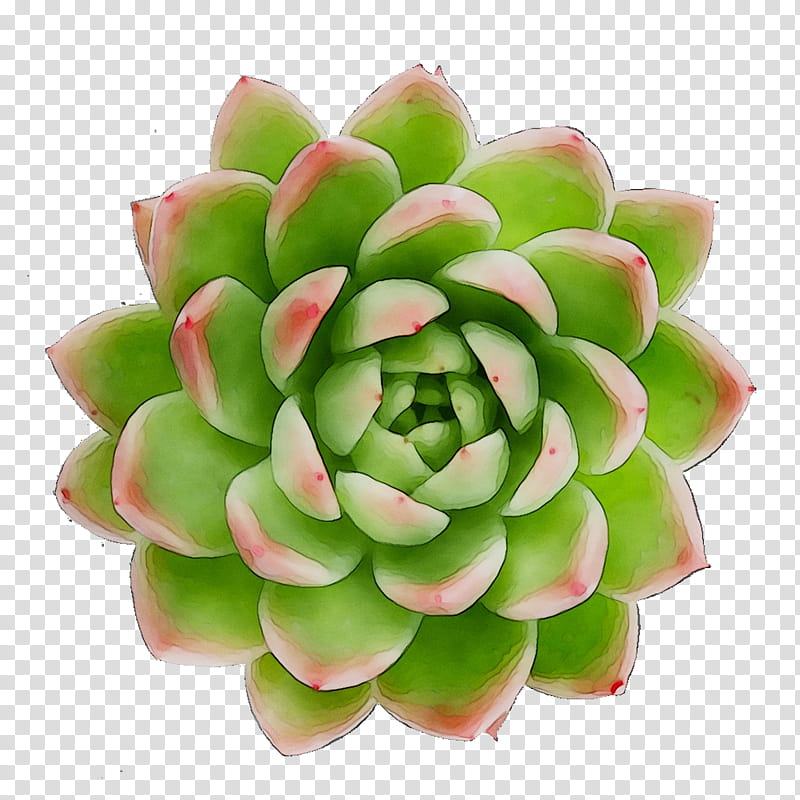 Green Flower, Echeveria, Plant, White Mexican Rose, Pachyphytum, Stonecrop Family, Petal, Saxifragales transparent background PNG clipart