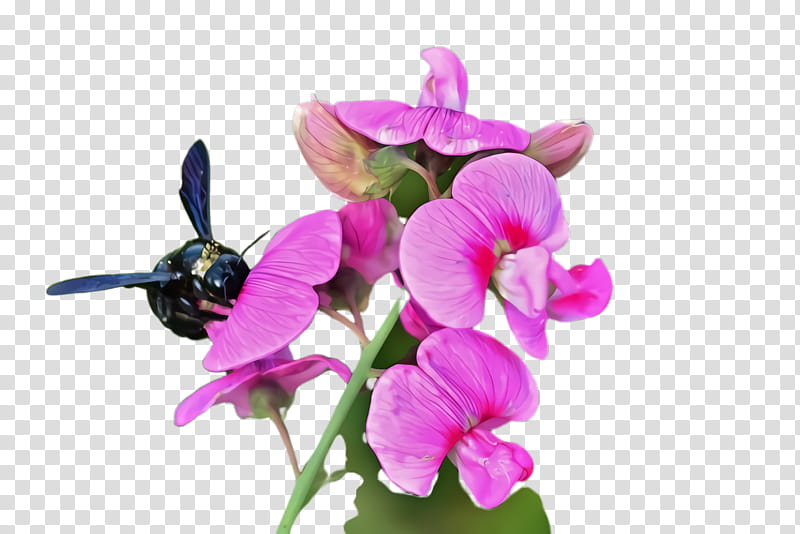 flower flowering plant plant violet everlasting sweet pea, Petal, Tuberous Pea, Pink, Moth Orchid transparent background PNG clipart