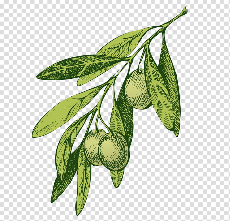 greek olive tree drawing