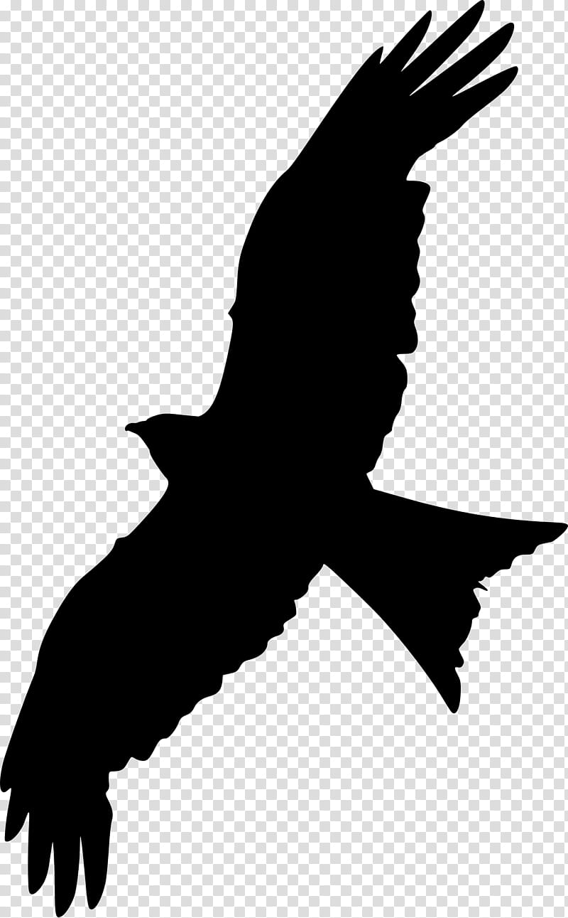 Bird Silhouette, Bald Eagle, Beak, Kite, Wing, Bird Of Prey, Falconiformes, Claw transparent background PNG clipart