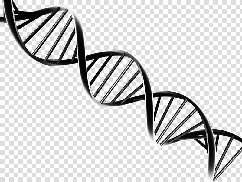 Double Helix, Dna, Nucleic Acid Double Helix, Molecular Models Of Dna, Nucleic Acid Structure, Molecular Biology, Line, Blackandwhite transparent background PNG clipart