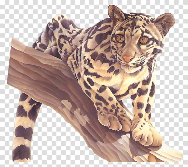 Cat, Leopard, Jaguar, Cheetah, Ocelot, Tiger, Felidae, Lion transparent background PNG clipart