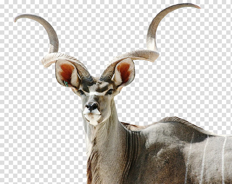 Kudu Antelope, gray and white animal transparent background PNG clipart
