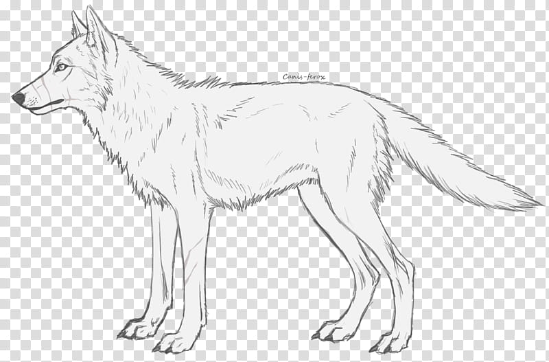 Fox Drawing, RED Fox, Siberian Husky, Alaskan Malamute, Canis Ferox, Line Art, Arctic Wolf, Artist transparent background PNG clipart