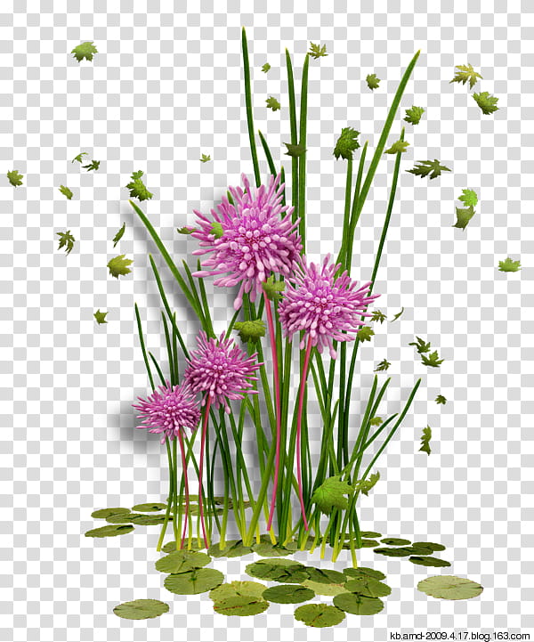 Floral Flower, Drawing, Landscape, Plant, Chives, Onion Genus, Floristry, Floral Design transparent background PNG clipart