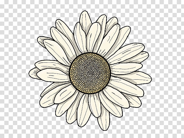 Sunflower, Gerbera, Daisy, Petal, Chamomile, Plant, Camomile, Oxeye Daisy transparent background PNG clipart