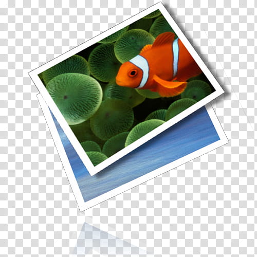 Visual Complete in, orange and white clown fish transparent background PNG clipart
