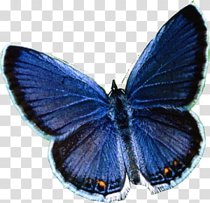 , S_ValeeRawrx (41) icon transparent background PNG clipart thumbnail