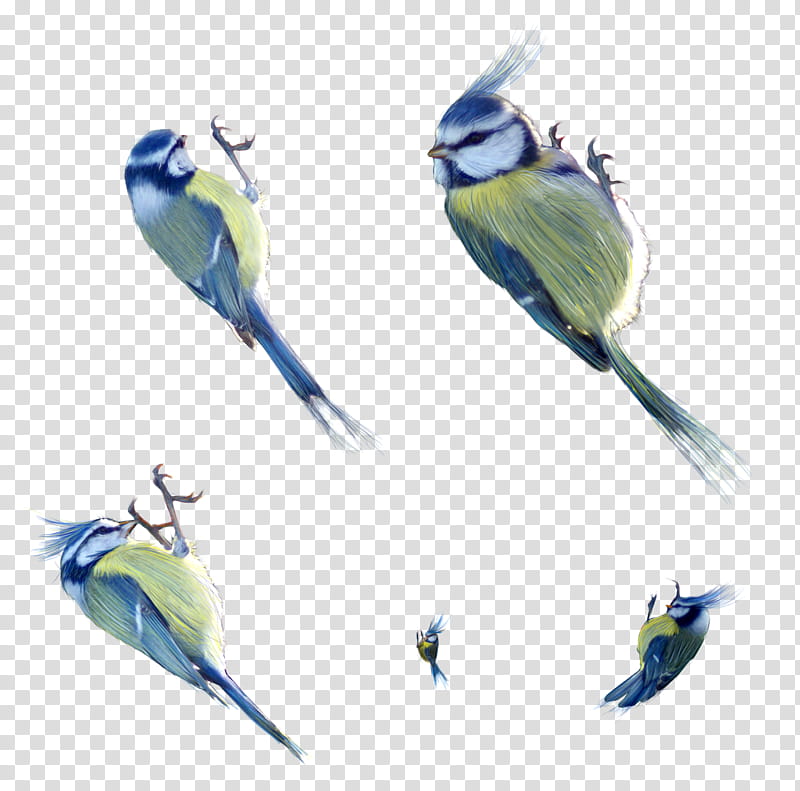 little birds for details, flock of budgerigars transparent background PNG clipart