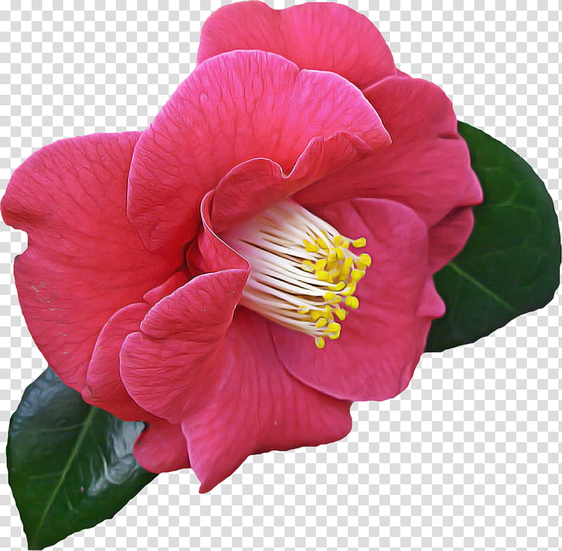 flower petal plant pink japanese camellia, Theaceae, Magenta, Perennial Plant transparent background PNG clipart