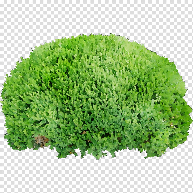 Green Grass, Shrub, Tree, Web Design, Sticker, Plant, Thuya, Flower transparent background PNG clipart