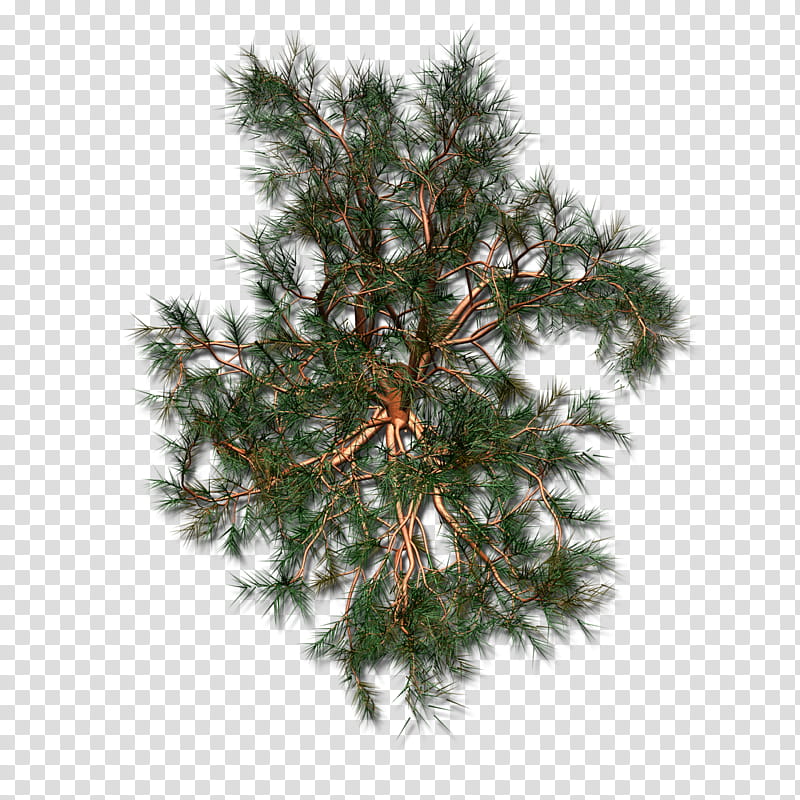 Black And White Flower, Spruce, Christmas Ornament, Christmas Tree, Fir, Christmas Day, Pine, Twig transparent background PNG clipart