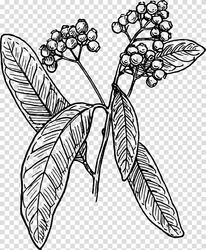 Flower Line Art, Allspice, Clove, Black Pepper, Anise, Star Anise, Drawing, Leaf transparent background PNG clipart
