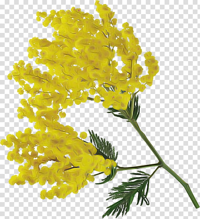 Mimosa, Flower, Yellow, Plant, Leaf, Branch, Cowslip, Plant Stem, Cut Flowers transparent background PNG clipart