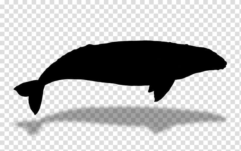 Whale, Dolphin, Porpoise, Whales, Cetaceans, Silhouette, Beak, Fish transparent background PNG clipart