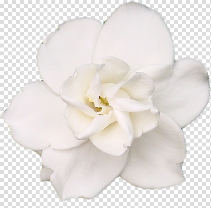 Spring Blooming, white gardenia flower on black background transparent background PNG clipart