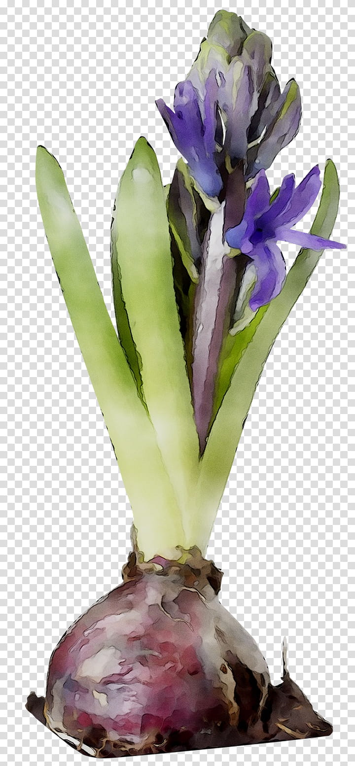Flowers, Purple, Cattleya Orchids, Plant, Iris, Zedoary, Cut Flowers, Kaempferia Rotunda transparent background PNG clipart