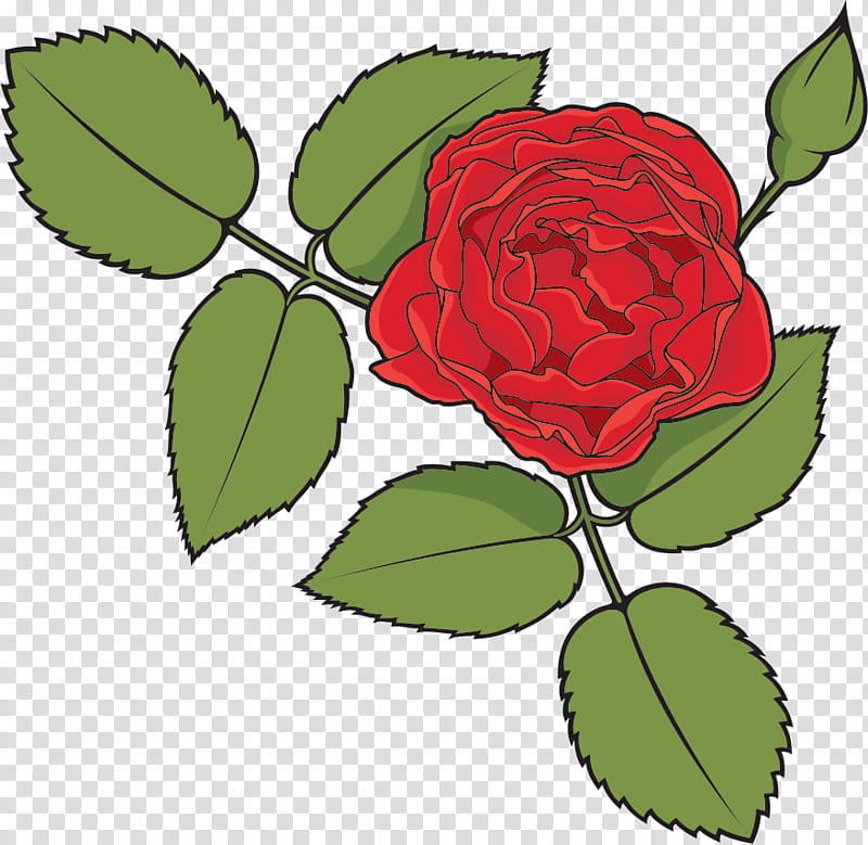 one flower one rose valentines day, Love, Plant, Garden Roses, Rose Family, Red, Leaf, Pink transparent background PNG clipart