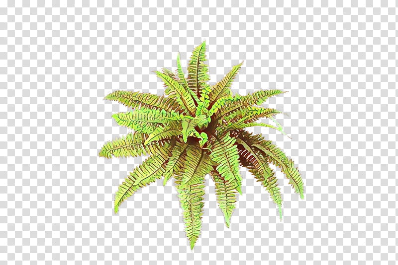 Palm Tree, Palm Trees, Fern, Terrestrial Plant, Plants, Vegetation, Leaf, Vascular Plant transparent background PNG clipart