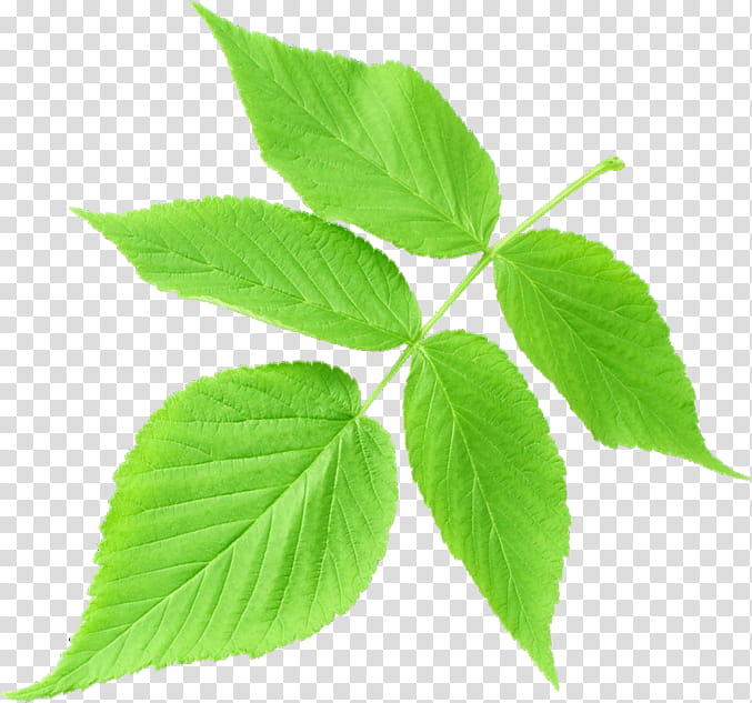 green even pinnate leaf transparent background PNG clipart