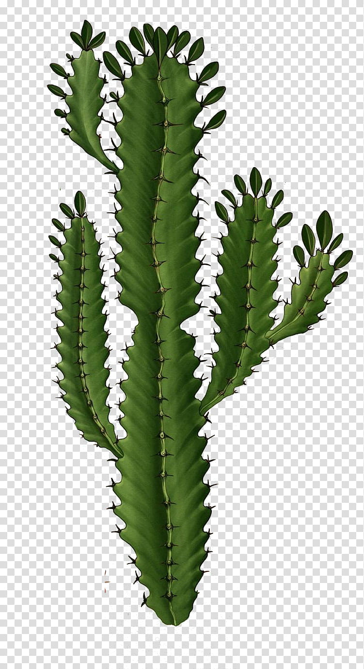 Cactus , green plant transparent background PNG clipart