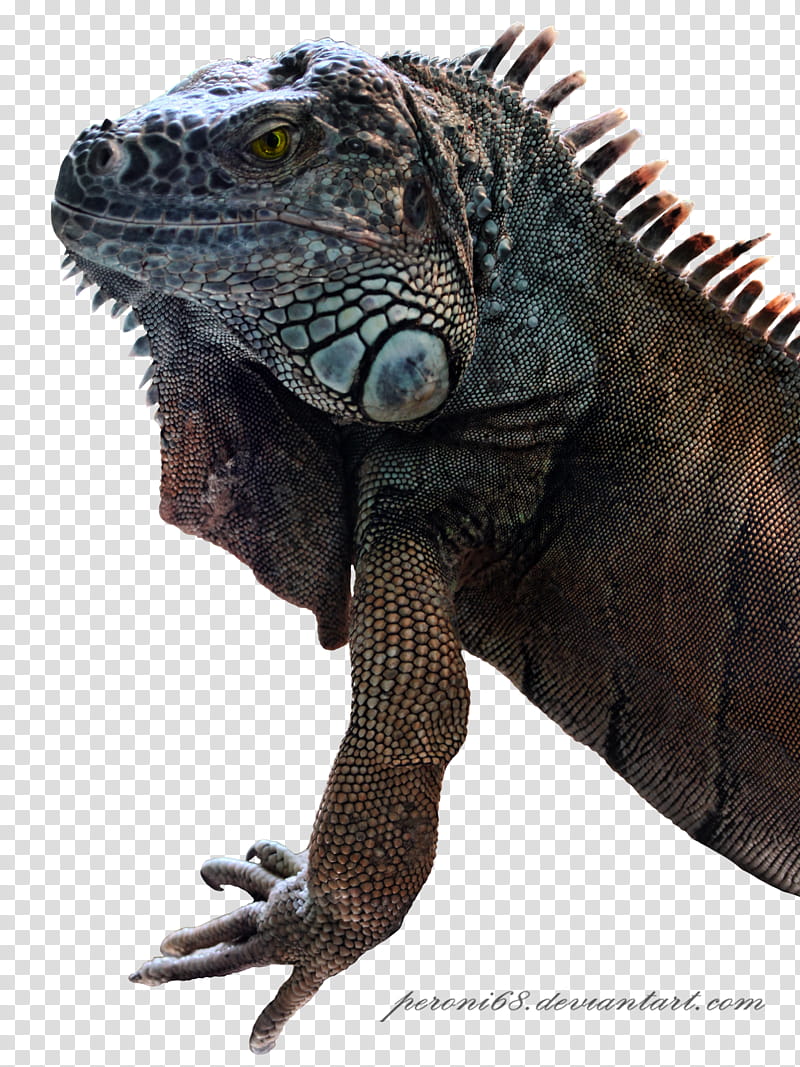 Iguana, gray and brown bearded dragon transparent background PNG clipart