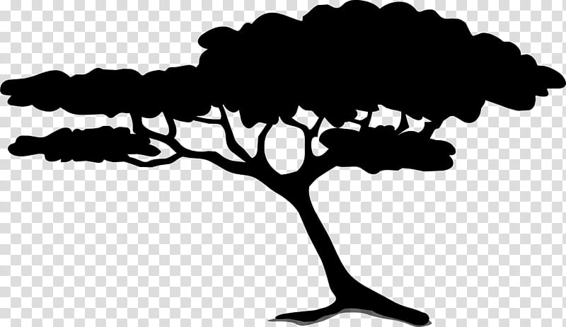 Palm Tree, Acacia, Black Locust, Sensitive Plant, Palm Trees, Vachellia Tortilis, Persian Silk Tree, Branch transparent background PNG clipart