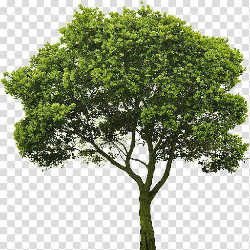 Oak Tree Silhouette, Leaf, Red Maple, Plane Trees, Sycamore Maple, Landscape Architecture, Deciduous, Plant transparent background PNG clipart