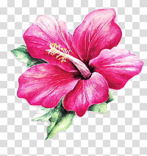 x flower s, pink petaled flower transparent background PNG clipart