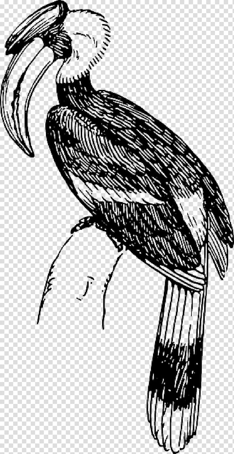 Bird Line Drawing, Hornbill, Line Art, Rhinoceros Hornbill, Great Hornbill, Feather, Beak, Bucerotiformes transparent background PNG clipart