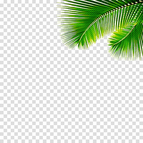 Cartoon Palm Tree, Asian Palmyra Palm, Palm Trees, Rhapis Excelsa, Leaf, Resort, Borassus, Green transparent background PNG clipart