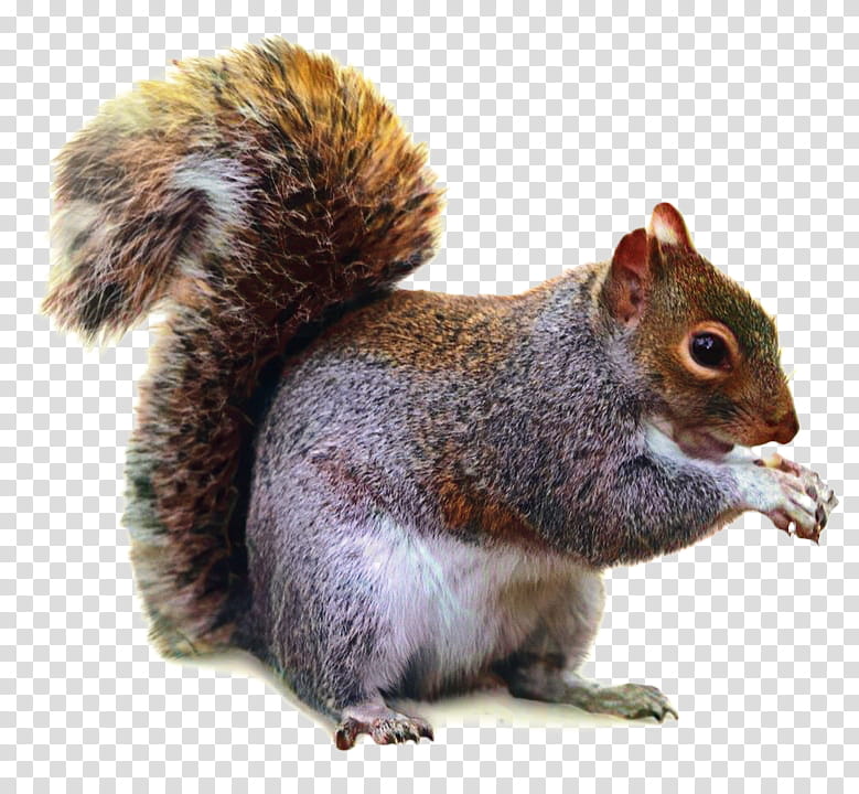 Fox Drawing, Squirrel, Eastern Gray Squirrel, Chipmunk, Bird Feeders, Red Squirrel, Western Gray Squirrel, Painting transparent background PNG clipart