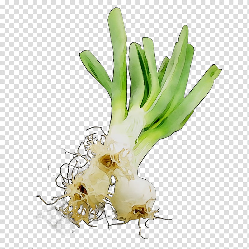 Onion, Welsh Onion, Leek, Scallion, Plant Stem, Plants, Onions, Flower transparent background PNG clipart