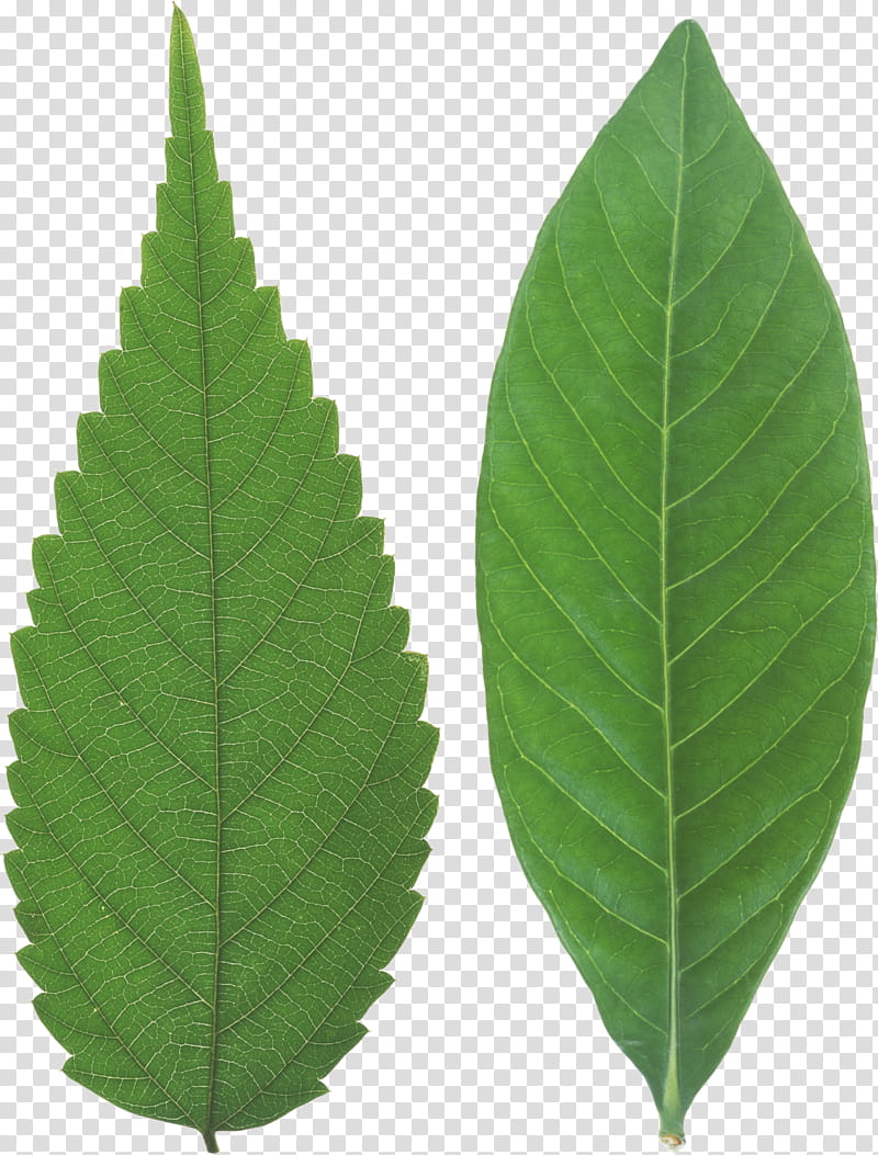 Green Leaf, Japanese Zelkova, Tree Plant, Plants, Elm Leaf Beetle, Dicotyledon, Trunk, Branch transparent background PNG clipart