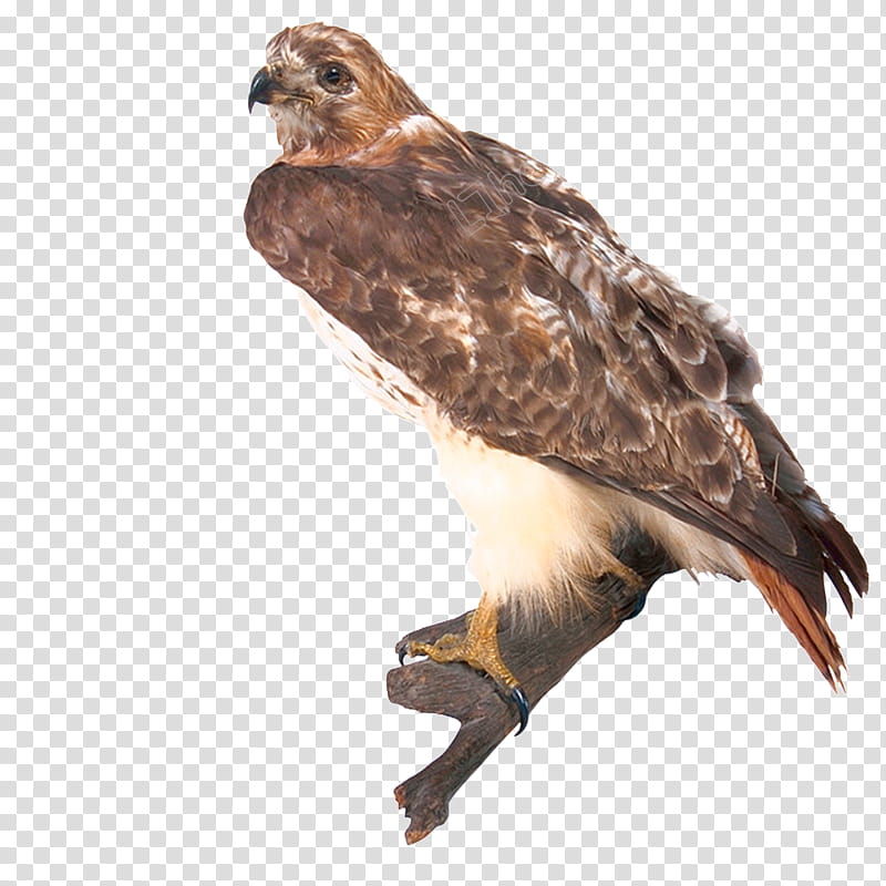 Bird, Flight, Tshirt, Ironon, Golden Eagle, Animal, Hawk, Deez Nuts Eagle transparent background PNG clipart