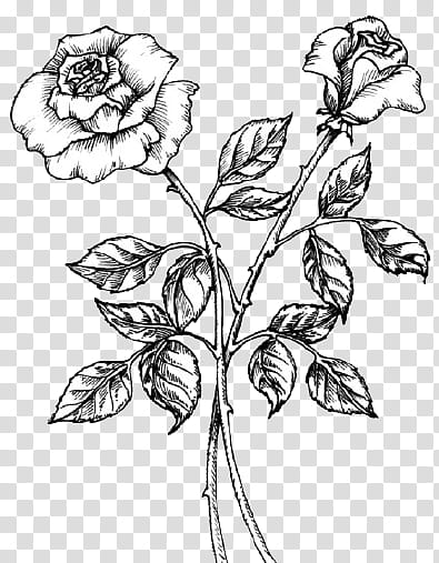 cartoon s, roses drawing transparent background PNG clipart