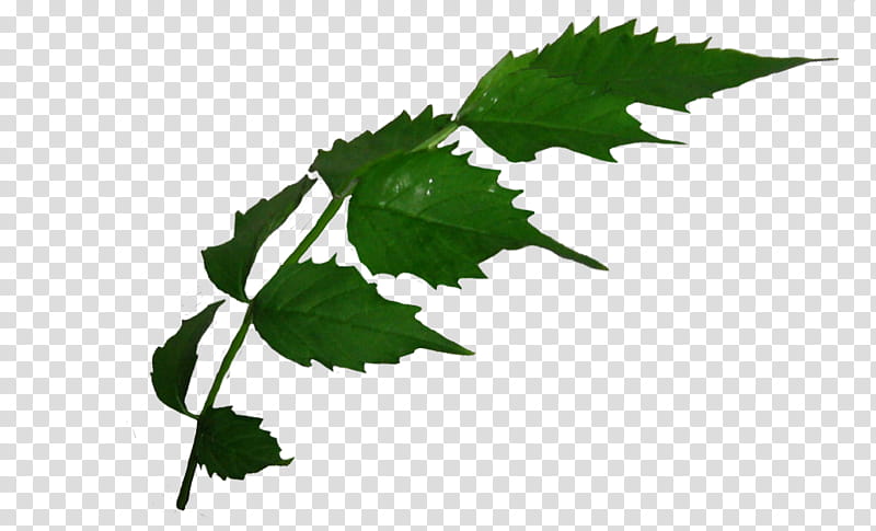 leaf, green ovate leaves transparent background PNG clipart