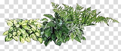 My Garden s, green leafed plants illustration transparent background PNG clipart