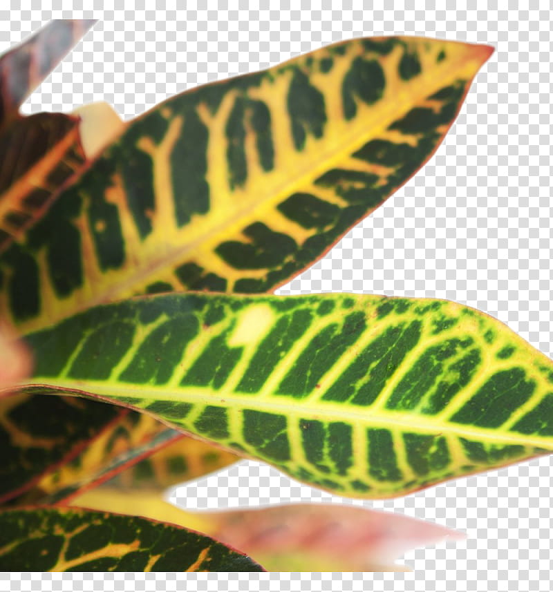 Flower, Leaf, Arrowroot Family, Plant, Terrestrial Plant, Houseplant, Anthurium transparent background PNG clipart