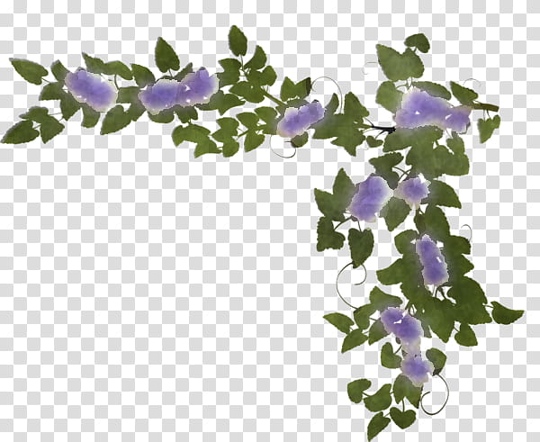 Lavender, Flower, Purple, Plant, Violet, Ivy, Leaf, Bellflower transparent background PNG clipart