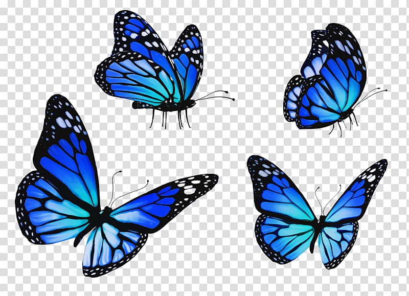 moths and butterflies butterfly insect blue pollinator, Apatura, Brushfooted Butterfly, Cobalt Blue, Lycaenid transparent background PNG clipart