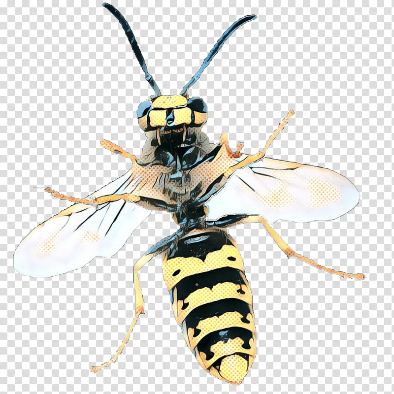 Cartoon Bee, Hornet, Insect, Cockroach, Drawing, Wasp, Yellowjacket, Eumenidae transparent background PNG clipart