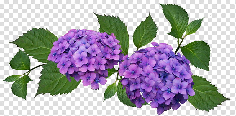 Flowers , purple flowers D illustration transparent background PNG clipart